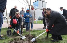 Фото 16: У Львові висадили 20 сакур, які місту подарувало Посольство Японії