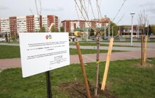 Фото 23: У Львові висадили 20 сакур, які місту подарувало Посольство Японії
