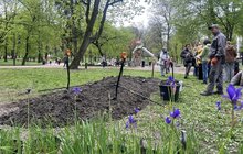 Фото 4: У Львові висадили вже четвертий дощовий садок: тепер така локація є у парку Івана Франка (відео)