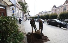 Фото 4: 41 нове дерево висаджують у центральній частині Львова: завдяки спонсорам зможуть закупити 50 дронів