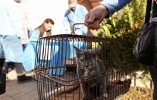 Фото 2: У Підбірцях безкоштовно провакцинували 35 котів та собак від сказу