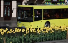 Фото 3: Тюльпани у Львові цвістимуть щороку, - почесний консул України в Нідерландах (відео)