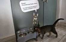 Фото 5: Котячий мер Львова запрошує: у Ратуші облаштували станцію для тварин (відео)