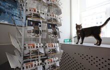Фото 8: Котячий мер Львова запрошує: у Ратуші облаштували станцію для тварин (відео)