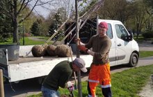 Фото 5: У Львові висаджують 33 дерева, закуплені коштом благодійників