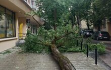 Фото 13: У Львові оперативно ліквідовують наслідки негоди: повалені дерева, обірвані мережі та зміни в русі транспорту (відео)