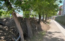 Фото 2: На вул. Липинського, 56 забудовника зобов’язали розчистити стовбури дерев і огородити їх
