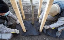 Фото 2: 432 дерева за 7 днів: весняний Львів озеленюють