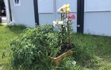 Фото 10: Овочі, квіти, пряні трави і навіть кавуни: що росте на городах мешканців модульного містечка