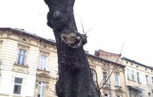 Фото 1: «В підсумку, дерев стане більше, а заміні підлягає трохи більше 40% озеленення вулиці», — О. Сладкова про роботи на вул. Пекарській