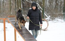 Фото 14: У Львові облаштували ще один тренувально-вигульний майданчик для собак