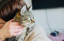 Фото 2: Знайдіть свого улюбленця: майже 60 собак та 12 котів у ЛКП «Лев» чекають на прилаштування