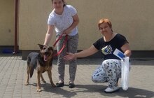 Фото 4: 11 собак та кота з ЛКП «Лев» прилаштували за 2 тижні