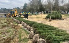 Фото 2: На Голосківському цвинтарі висадили 5 кленів та 120 ялівців
