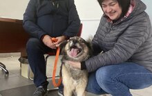 Фото 8: За місяць ЛКП «Лев» прилаштувало 27 тварин