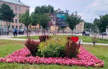Фото 3: Тагетис, бегонія, сальвія, агератум: у Личаківському районі облаштували квіткові клумби