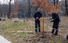 Фото 1: У львівських парках висадили сотню дерев та кущів