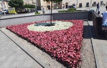Фото 4: Тагетис, бегонія, сальвія, агератум: у Личаківському районі облаштували квіткові клумби