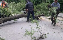 Фото 2: Сильний вітер повалив у місті 3 дерева