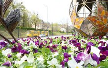 Фото 4: У Львові висаджують квіткові композиції