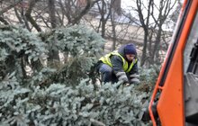 Фото 2: У Львові встановили головну новорічну ялинку: за тиждень її урочисто відкриють