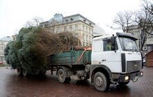 Фото 6: У Львові встановили головну новорічну ялинку: за тиждень її урочисто відкриють