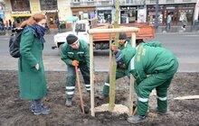 Фото 4: На площі перед Оперним театром висадили 8 платанів
