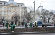 Фото 8: На площі перед Оперним театром висадили 8 платанів