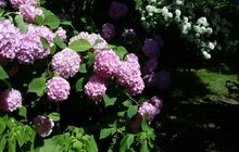 Фото 6: У Львові розшукують подвір’я, які власноруч озеленили ініціативні мешканці