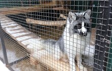 Фото 7: У мерії розглядають можливості комплексного розвитку парку «Знесіння» і Домівки врятованих тварин