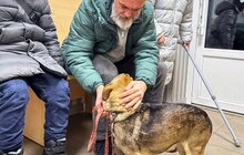 Фото 15: Понад 20 тварин із ЛКП «Лев» знайшли дім у лютому