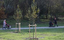 Фото 13: У парку «700-річчя» триває висадка дерев та кущів