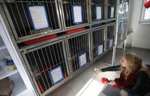 Фото 15: ЛКП «Лев» прилаштувало за 3 роки 2 тис тварин
