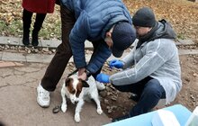 Фото 4: За три дні у парку Франка провакцинували від сказу майже 150 котів та собак
