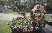 Фото 26: У Львові висаджують квіткові композиції