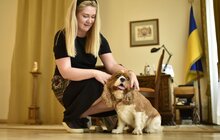 Фото 8: Мер Львова долучився до щорічної акції «Візьми собаку на роботу»