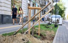 Фото 4: На вул. Бандери до Дня Незалежності висадили дерева