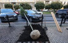 Фото 10: 41 нове дерево висаджують у центральній частині Львова: завдяки спонсорам зможуть закупити 50 дронів