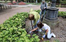 Фото 7: До Дня міста Бахмут його мешканці висадили у Львові троянди в пам'ять про свою домівку