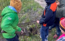 Фото 1: У дитсадку «Левомрій» висадили нові дерева та кущі
