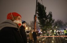 Фото 1: До Львова привезли головну ялинку міста