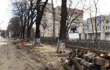 Фото 6: «В підсумку, дерев стане більше, а заміні підлягає трохи більше 40% озеленення вулиці», — О. Сладкова про роботи на вул. Пекарській