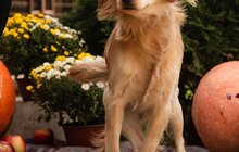 Фото 3: Фотосесії для хвостатих: 30 фотографів-волонтерів зголосились фотографувати підопічних ЛКП «Лев»