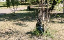 Фото 5: У Львові встановили понад 500 поливальних мішків для дерев