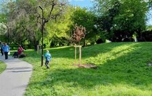 Фото 7: У Шевченківському районі Львова висадили 22 дерева