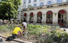 Фото 7: Вербена, рудбекія та ехінацея – на площі Ринок висадили нові квіти
