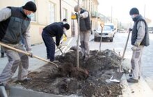 Фото 9: 432 дерева за 7 днів: весняний Львів озеленюють