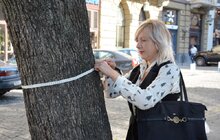 Фото 1: У Львові продовжують чіпувати дерева з допомогою геоінформаційної системи управління зеленими насадженнями Inspectree