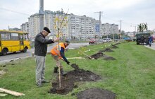 Фото 5: У Сихівському районі стартувала масштабна осіння висадка дерев