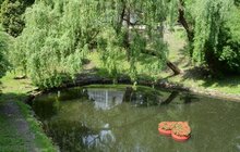 Фото 3: У Стрийському парку з’явилась клумба на воді